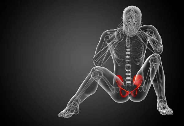 3D medical illustration of the pelvis bone