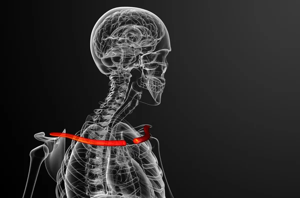 3d render medical illustration of the clavicle bone