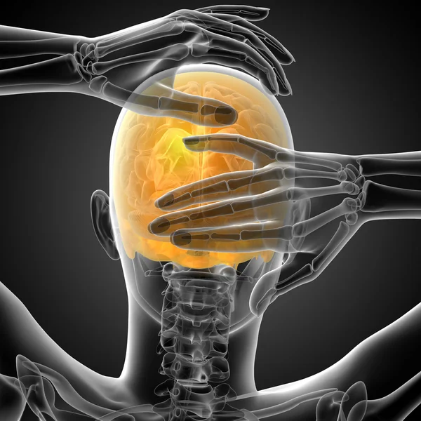3d render medical illustration of the upper skull