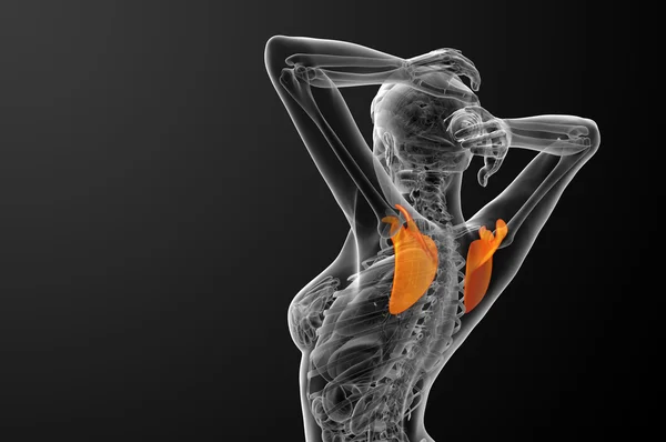 3d render medical illustration of the scapula bone