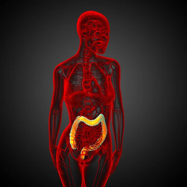 Human digestive system large intestine