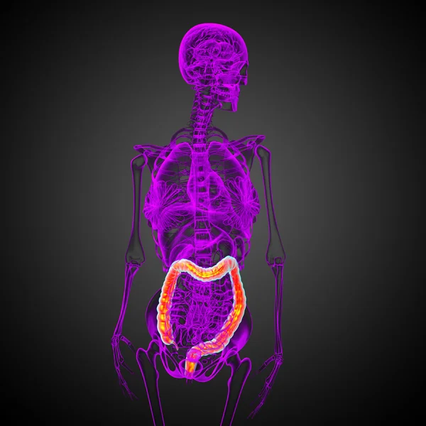 Human digestive system large intestine