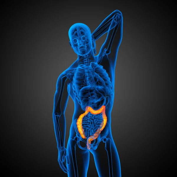 Human digestive system large intestine