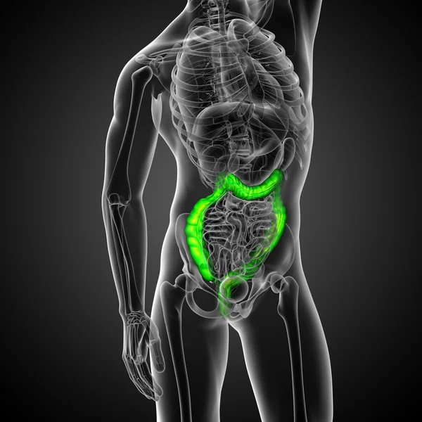 Human digestive system large intestine