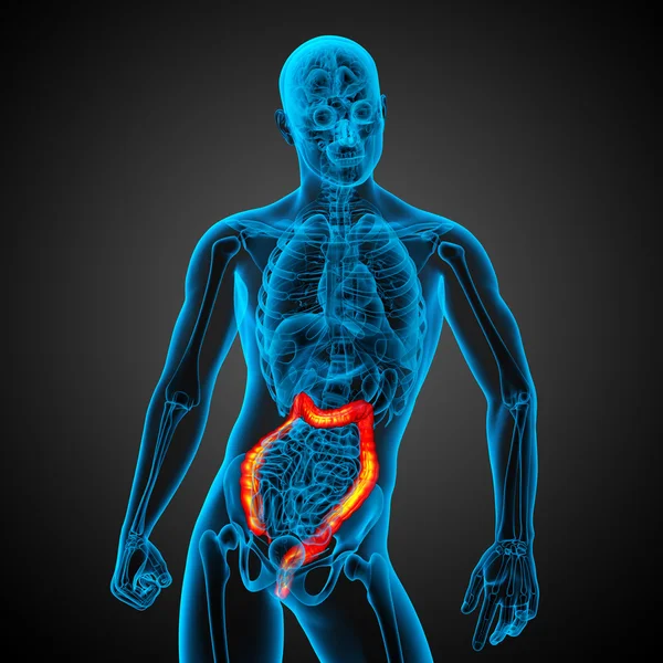 Human digestive system large intestine