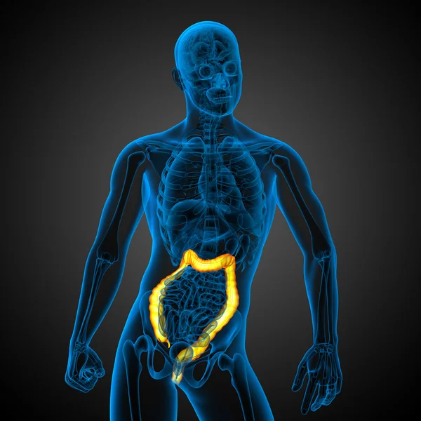 Human digestive system large intestine