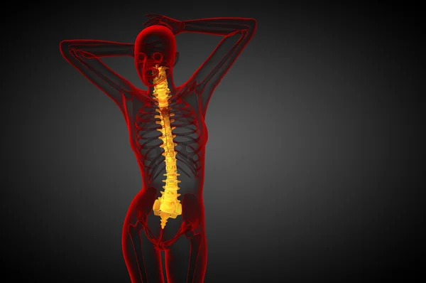 3d render medical illustration of the human spine