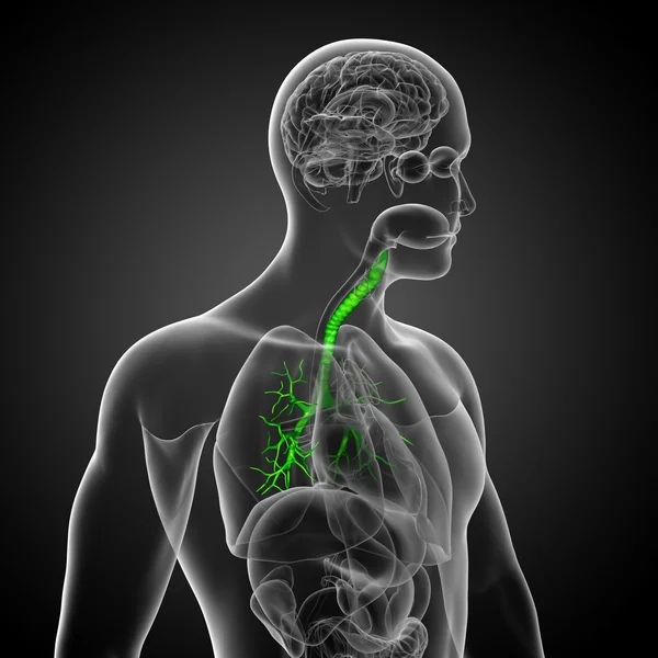 3D medical illustration of the male bronchi