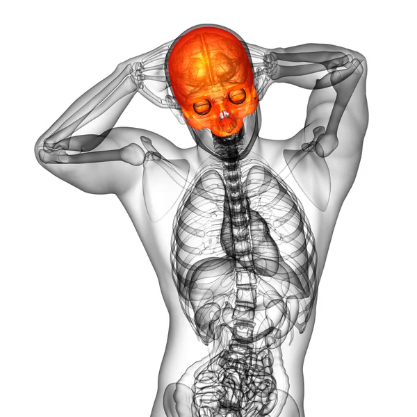 3d render medical illustration of the upper skull