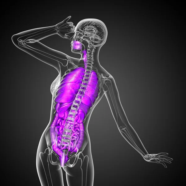 3d render medical illustration of the human digestive system and