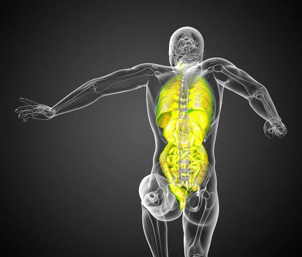 3d render medical illustration of the human digestive system and