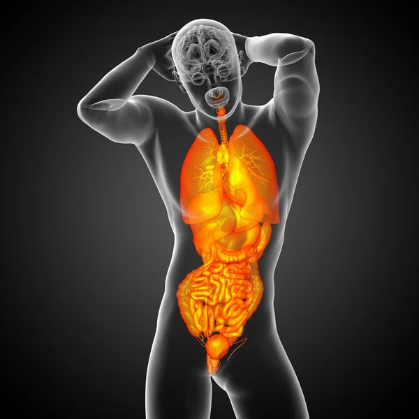 3d render medical illustration of the human digestive system and