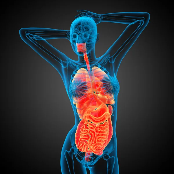 3d render medical illustration of the human digestive system and