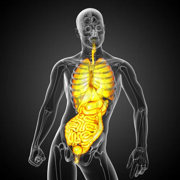 3d render medical illustration of the human digestive system and