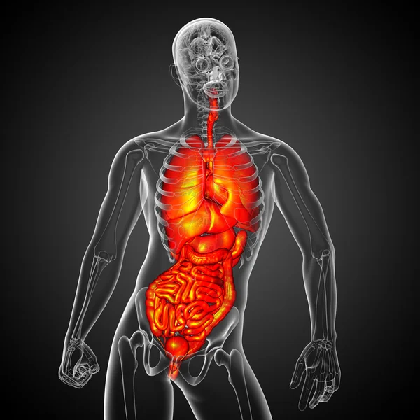 3d render medical illustration of the human digestive system and