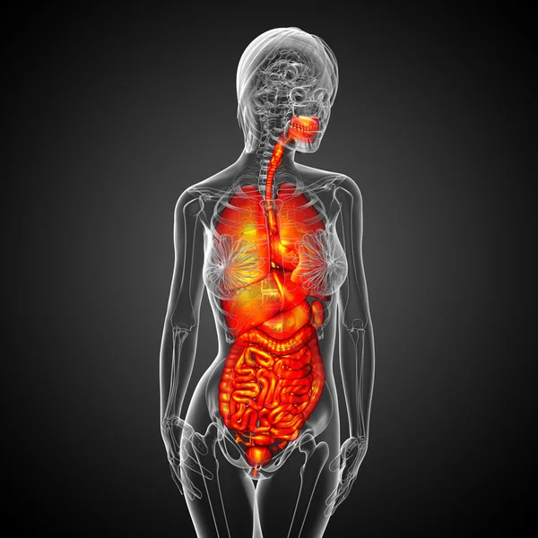 3d render medical illustration of the human digestive system and