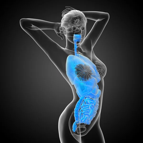 3d render medical illustration of the human digestive system and