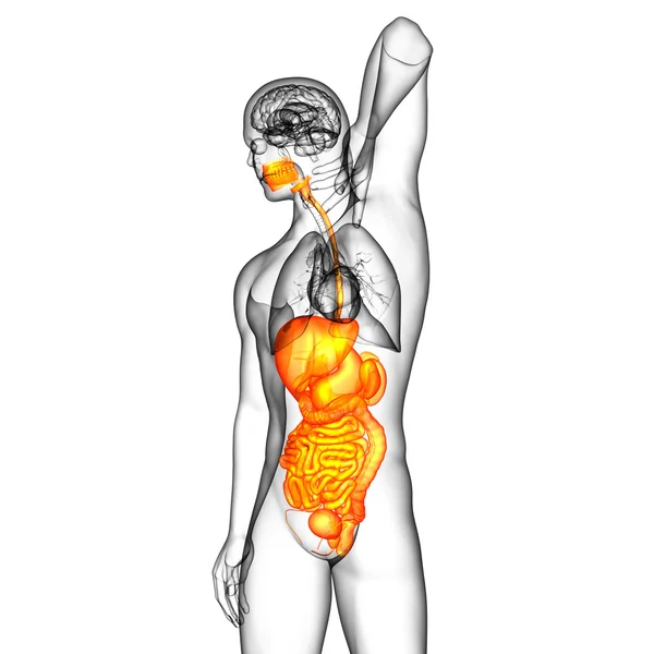 3d render medical illustration of the human digestive system