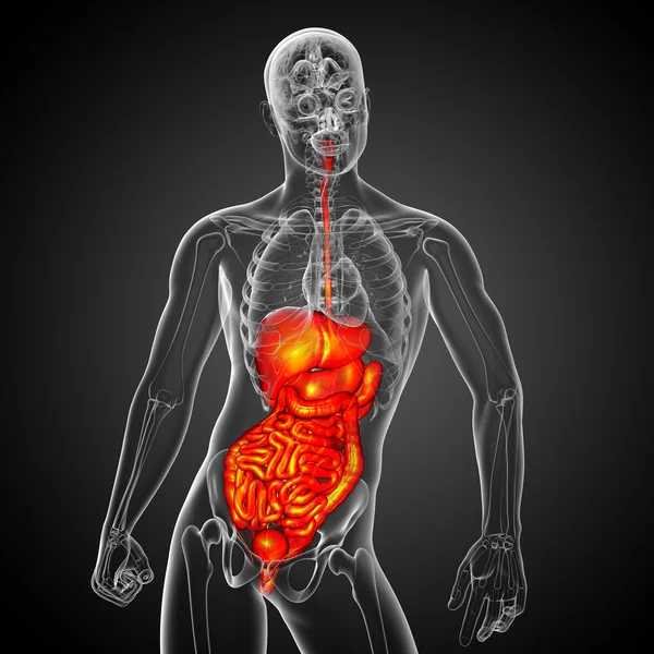 3d render medical illustration of the human digestive system