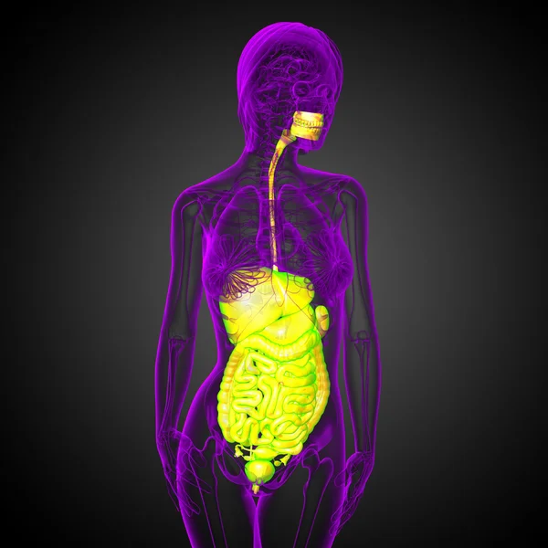 3d render medical illustration of the human digestive system