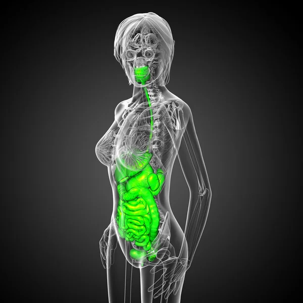 3d render medical illustration of the human digestive system