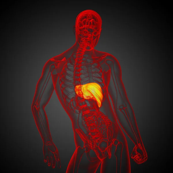 3d render medical illustration of the liver