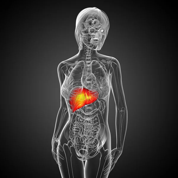 3d render medical illustration of the liver