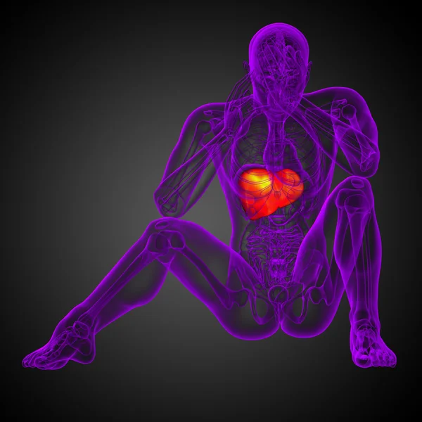 3d render medical illustration of the liver