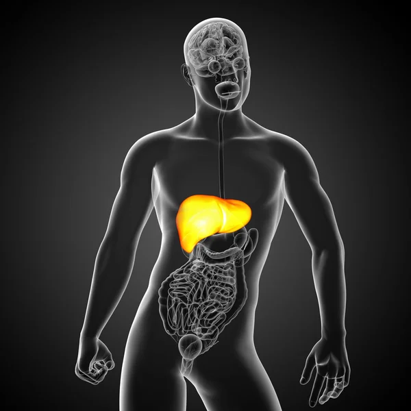 3d render medical illustration of the liver