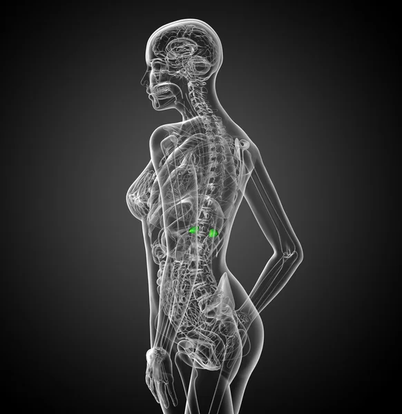 3d render medical illustration of the spleen