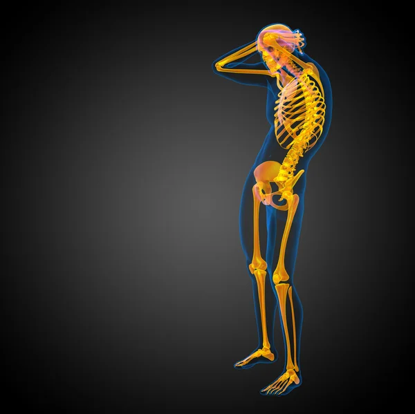 3d render medical illustration of the skeleton bone