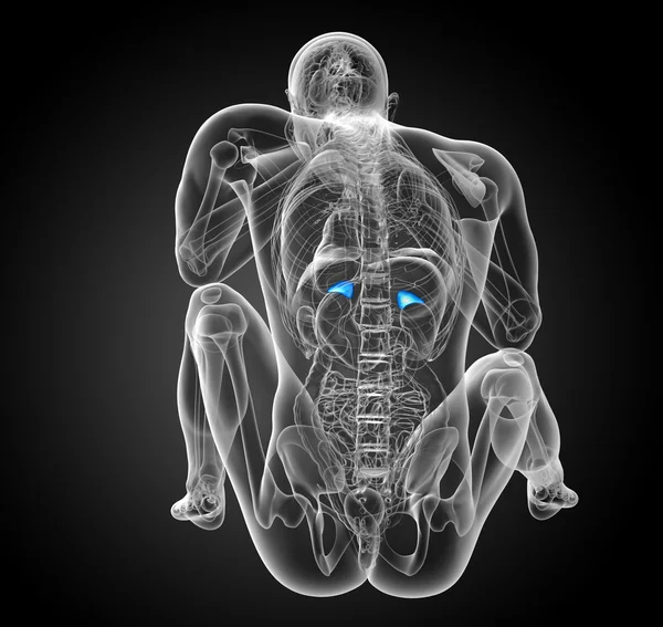 3d render medical illustration of the spleen