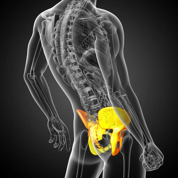 3D medical illustration of the hip bone