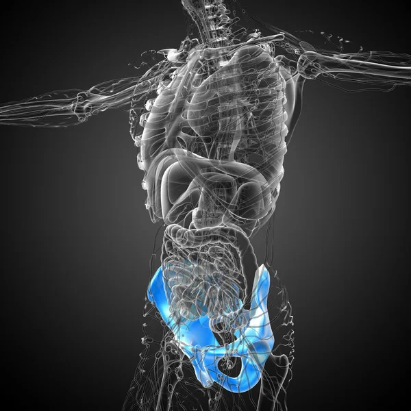 3D medical illustration of the hip bone