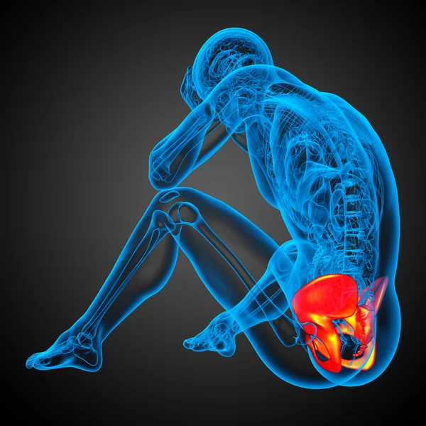 3D medical illustration of the hip bone