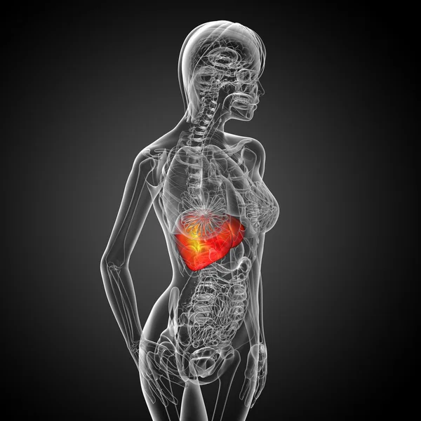 3d render medical illustration of the liver