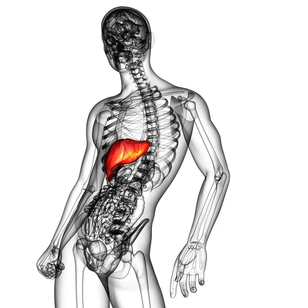 3d render medical illustration of the liver