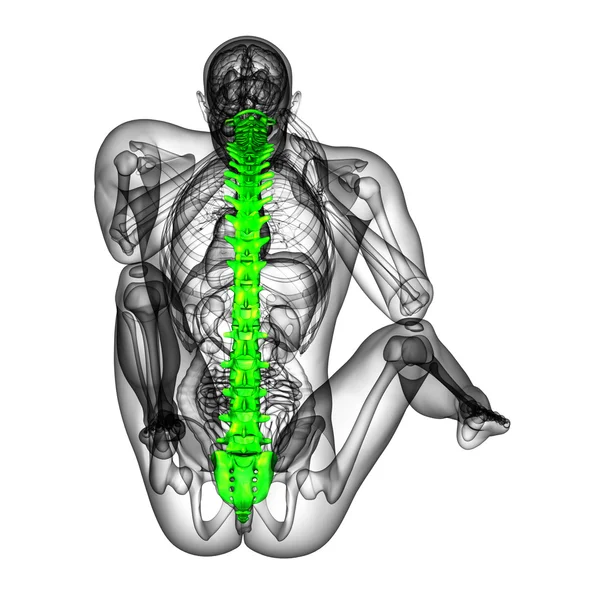 3d render medical illustration of the human spine
