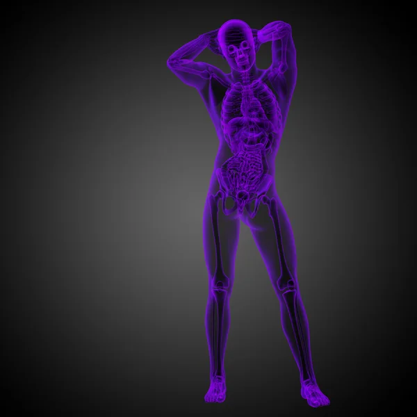 3d render medical illustration of the human anatomy