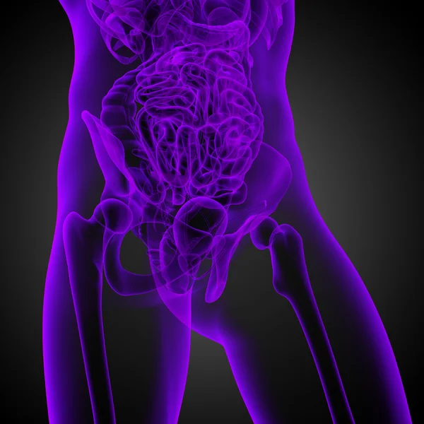 3d render medical illustration of the human anatomy