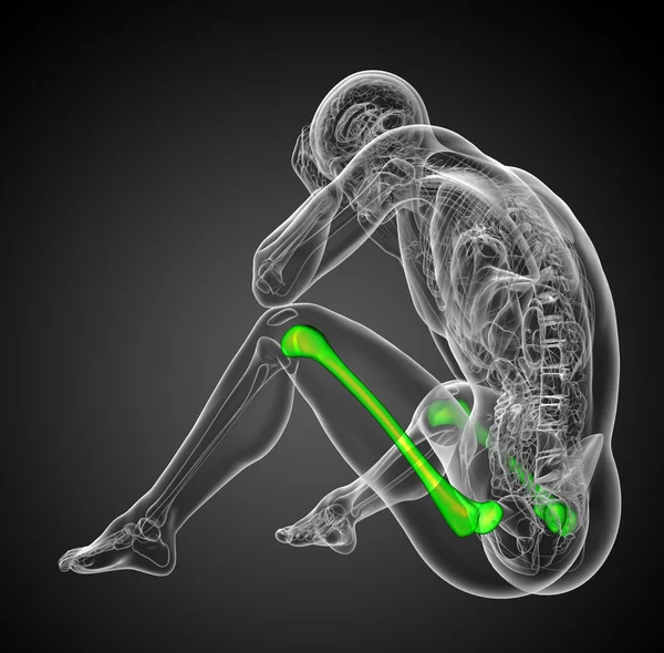 3d render medical illustration of the femur bone -