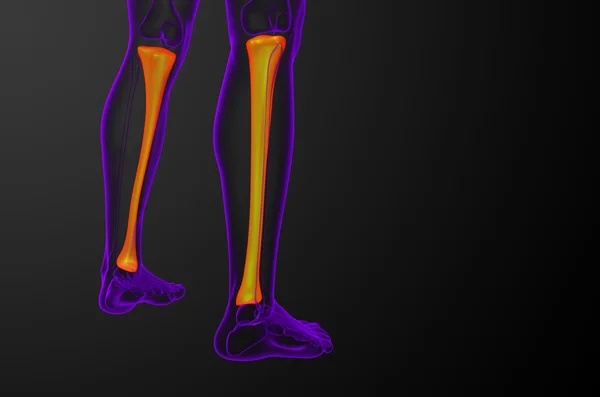 3d render medical illustration of the tibia bone