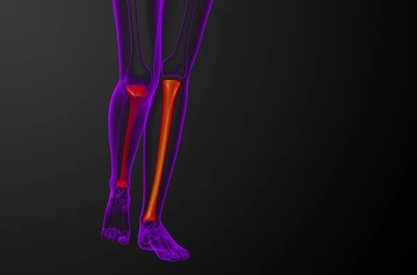 3d render medical illustration of the tibia bone