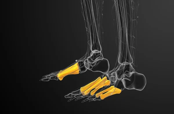3d render medical illustration of the metatarsal bones