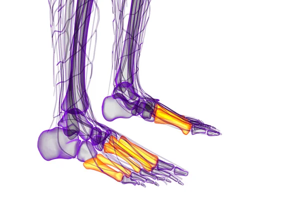 3d render medical illustration of the metatarsal bones