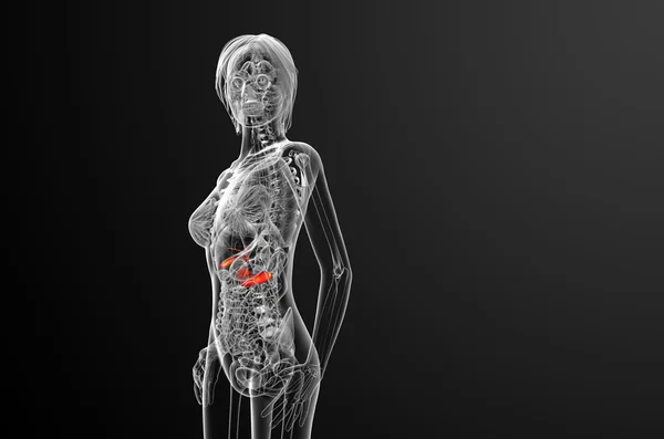 3d render medical illustration of the gallblader and pancrease