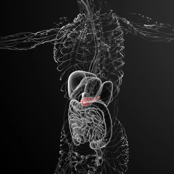 3d render medical illustration of the gallblader and pancrease