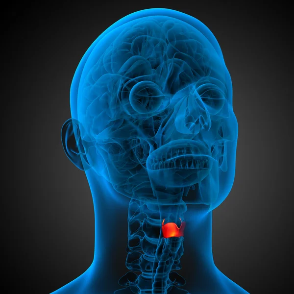 3d render medical illustration of the  larynx