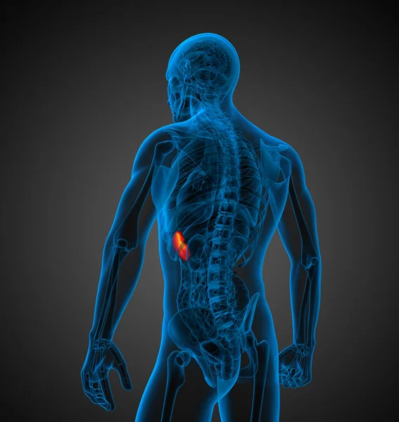 3d render medical illustration of the spleen