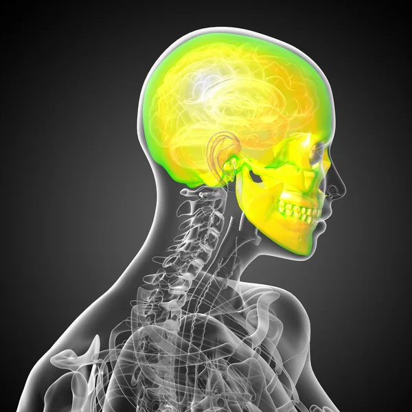 3d render medical illustration of the skull